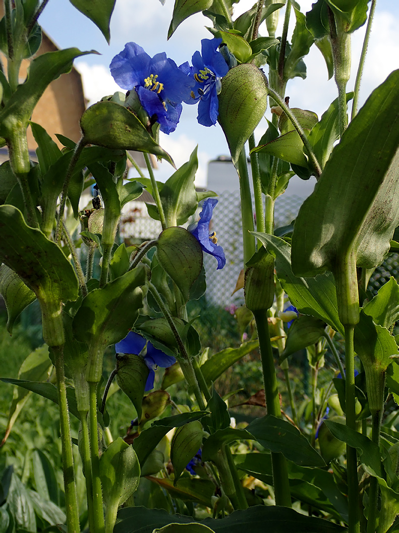 Изображение особи Commelina tuberosa.