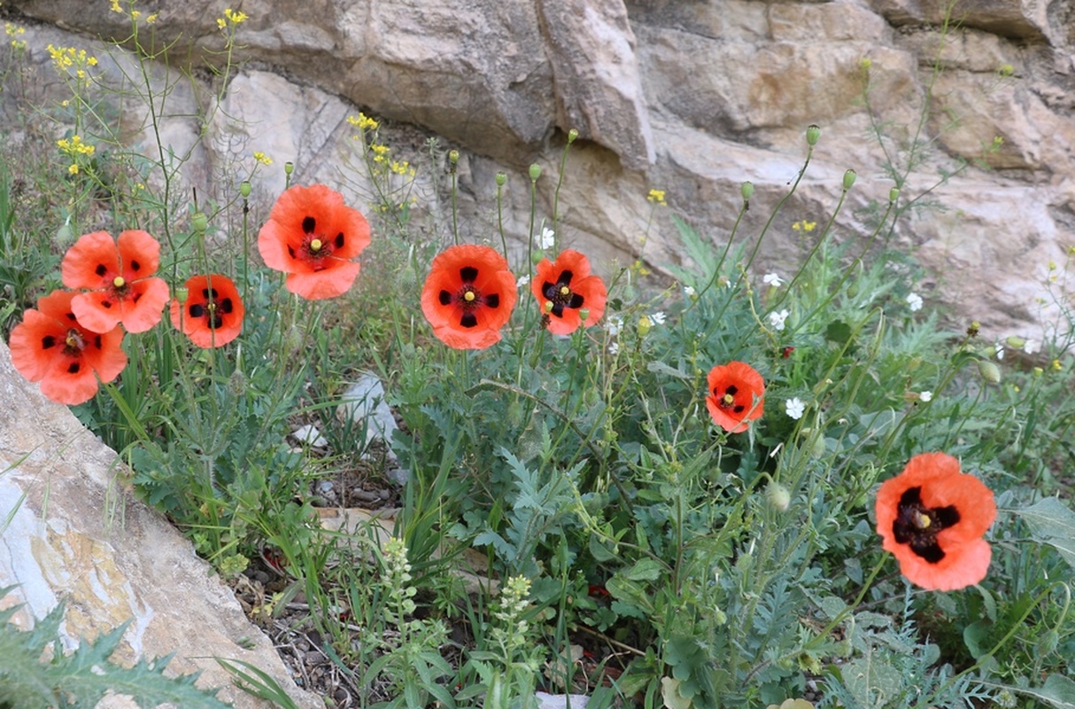 Image of Papaver commutatum specimen.