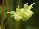 Epimedium koreanum