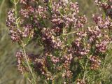 Erica manipuliflora