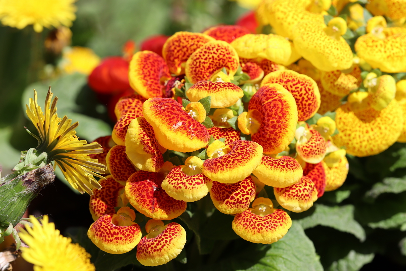 Изображение особи Calceolaria × herbeohybrida.