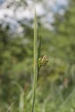 Carex pallescens. Верхушка побега с соцветиями. Крым, Долгоруковская яйла, луговина. 05.06.2022.