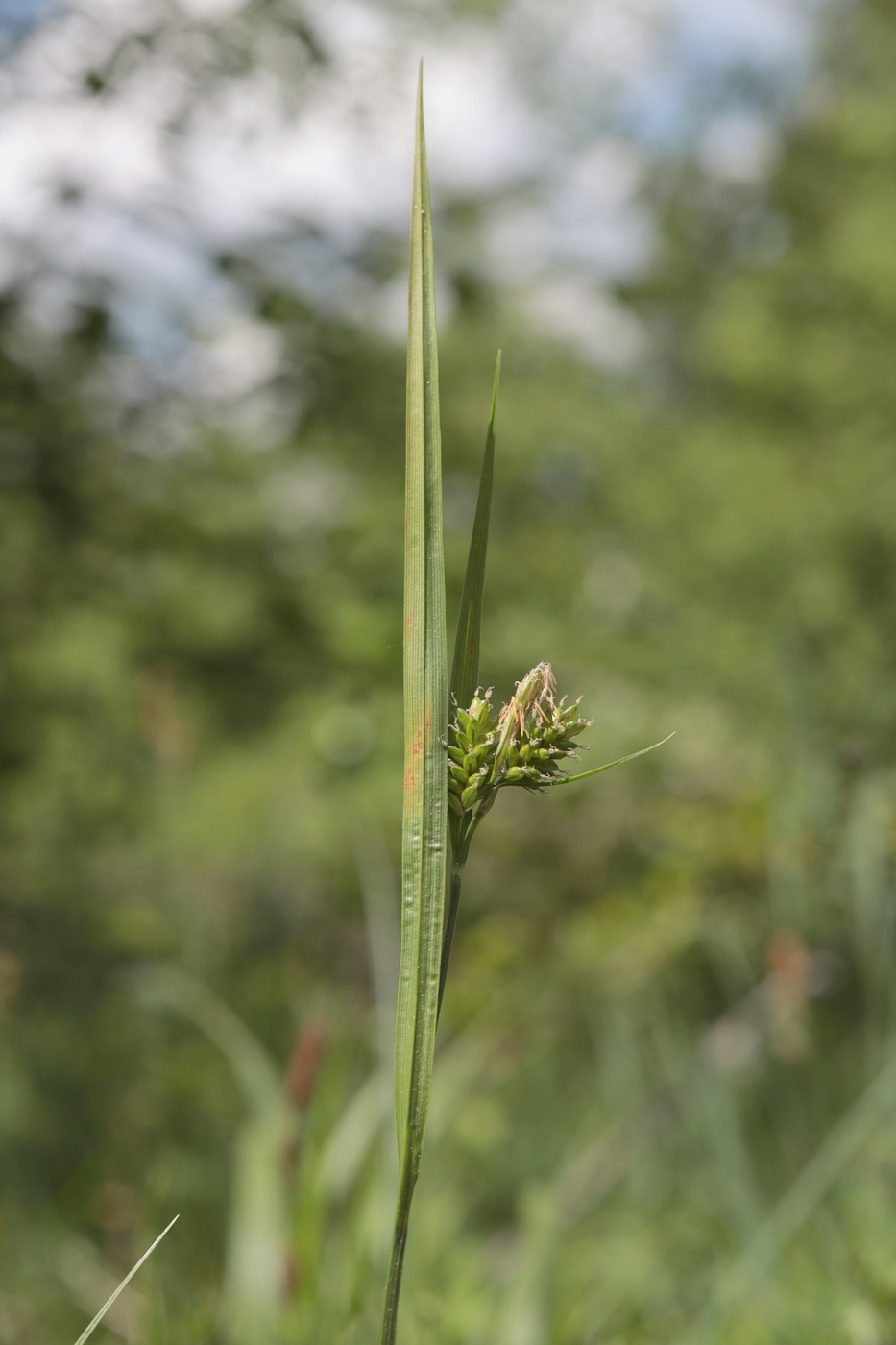 Image of Carex pallescens specimen.