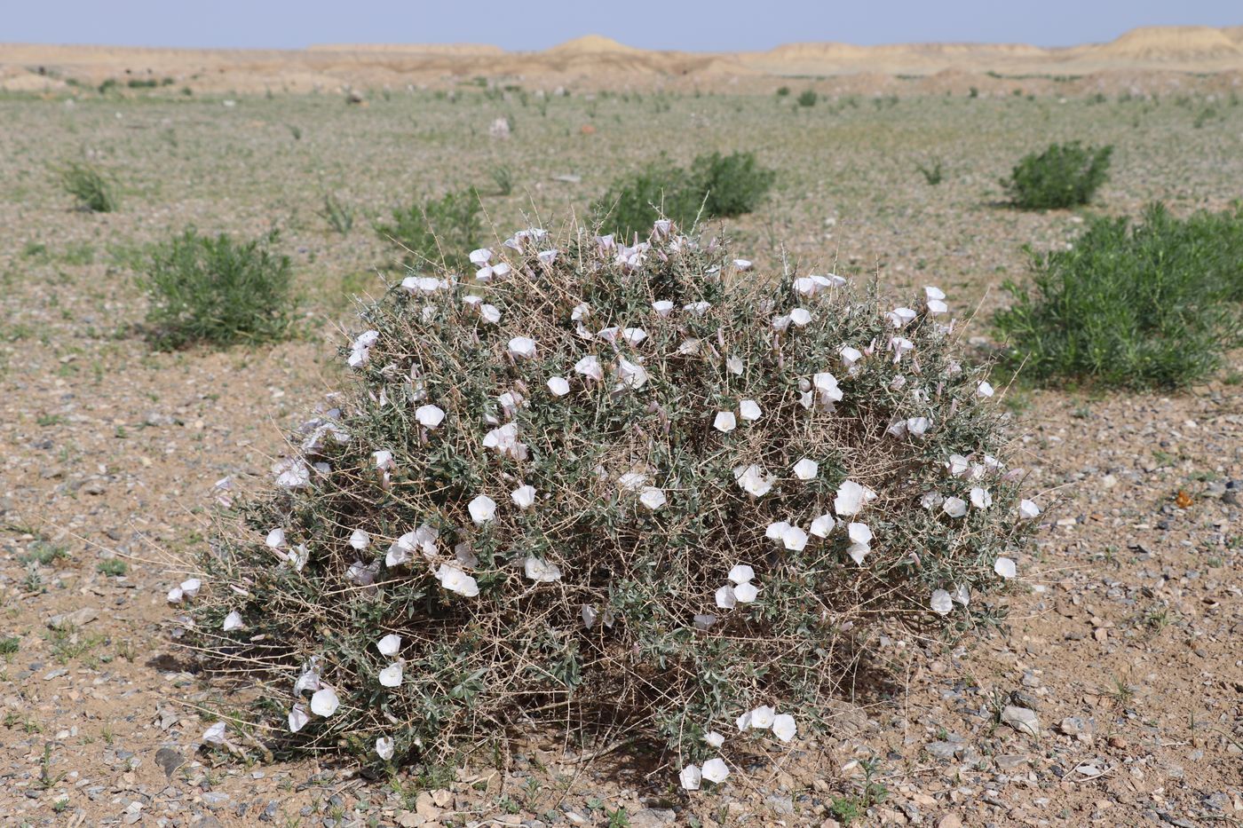 Изображение особи Convolvulus fruticosus.