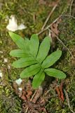 Polypodium vulgare. Молодая вайя. Республика Абхазия, окр. Нового Афона. 20.08.2009.