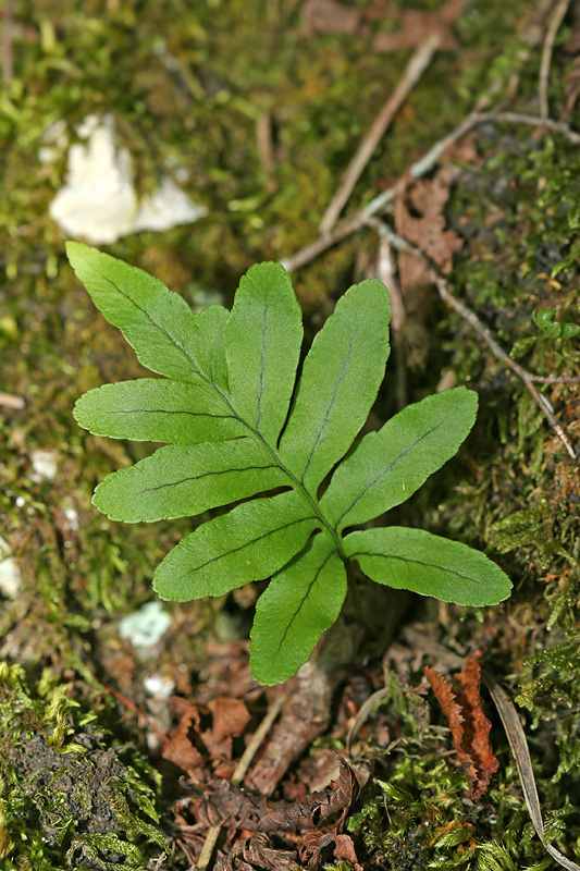 Изображение особи Polypodium vulgare.