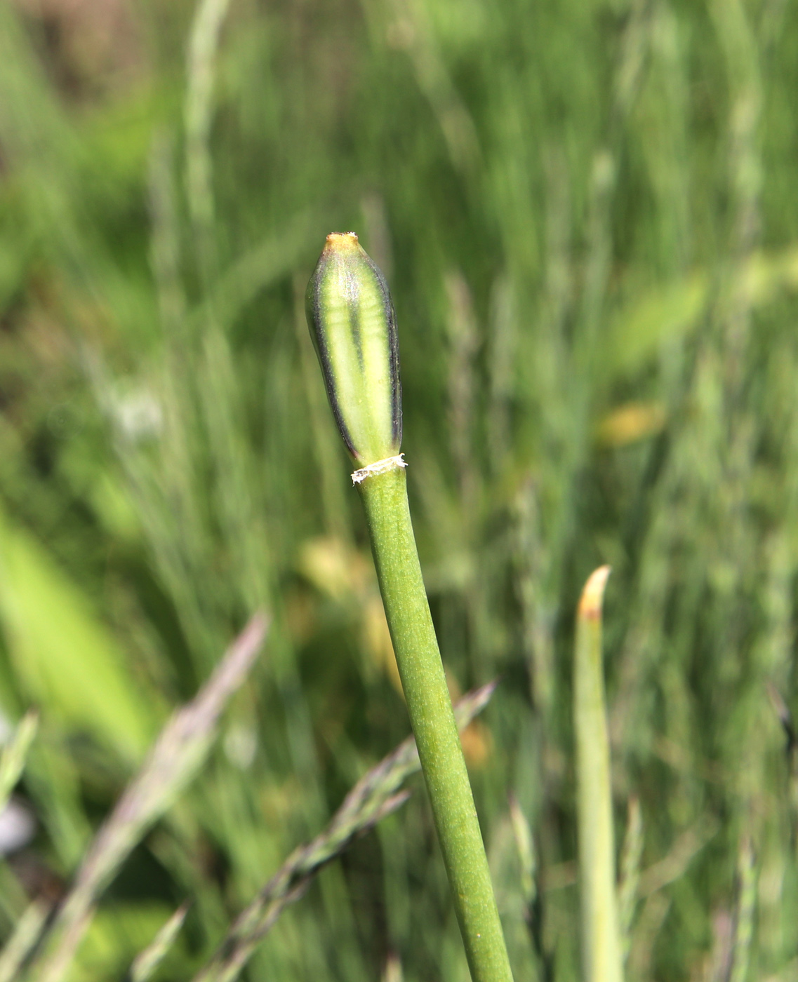 Image of Tulipa humilis specimen.