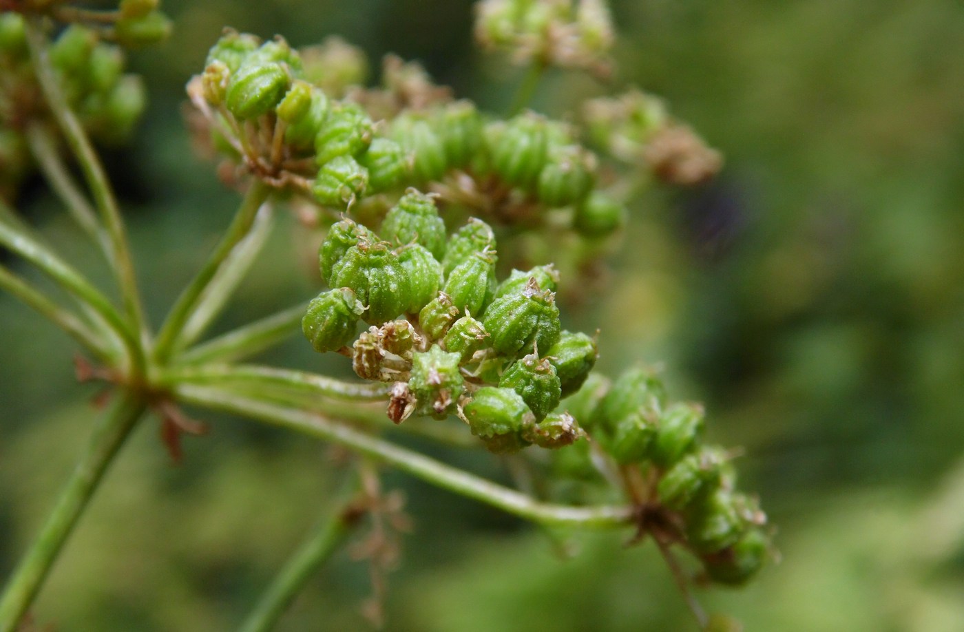 Image of Conium maculatum specimen.