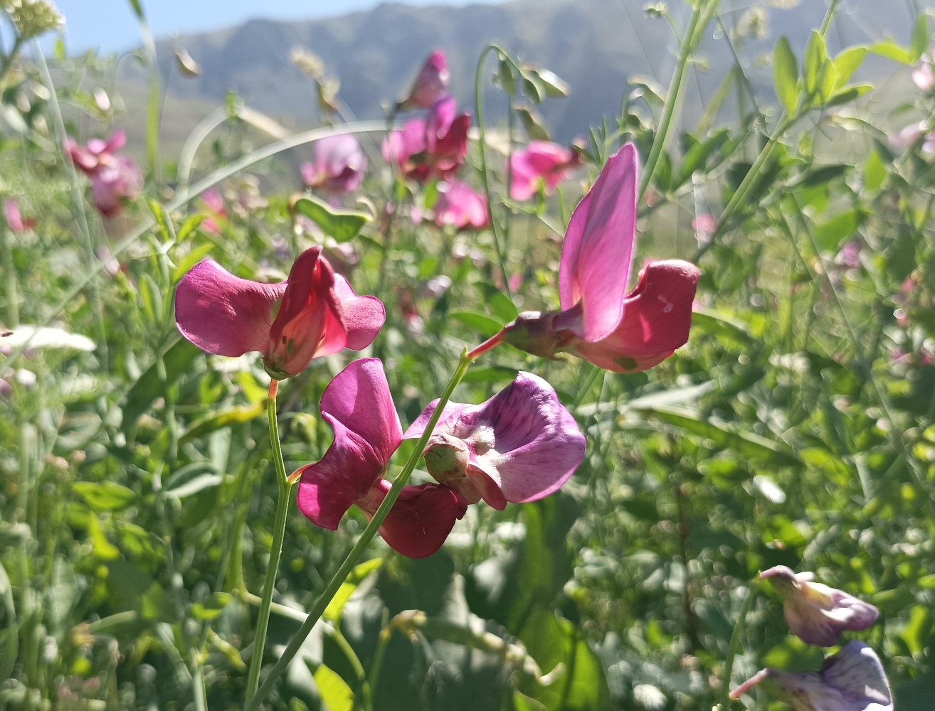 Изображение особи Lathyrus mulkak.