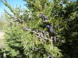 Juniperus seravschanica