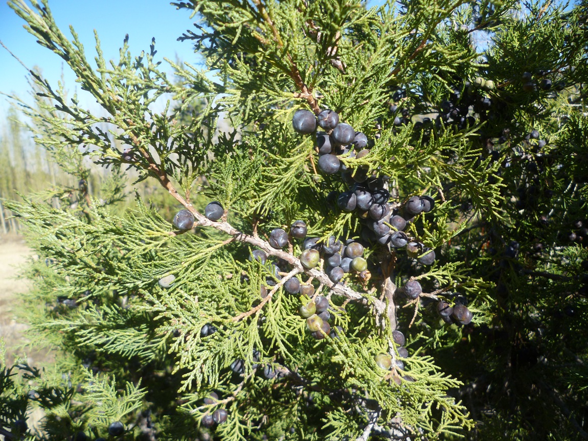 Изображение особи Juniperus seravschanica.