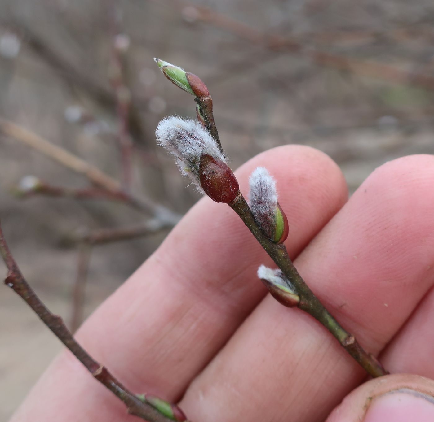 Image of Salix myrsinifolia specimen.