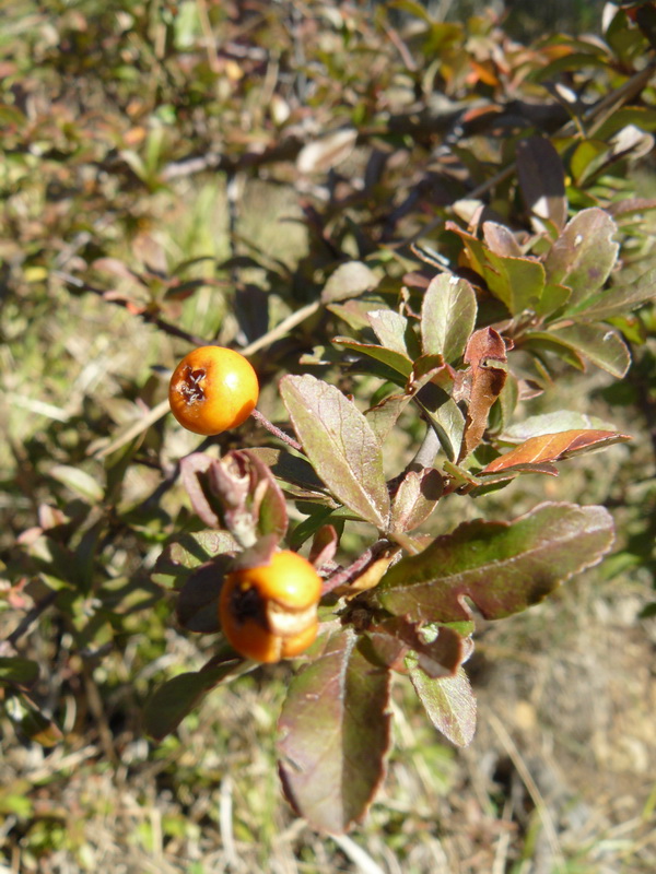 Image of Pyracantha coccinea specimen.