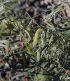 Image of taxon representative. Author is Игорь Павлов