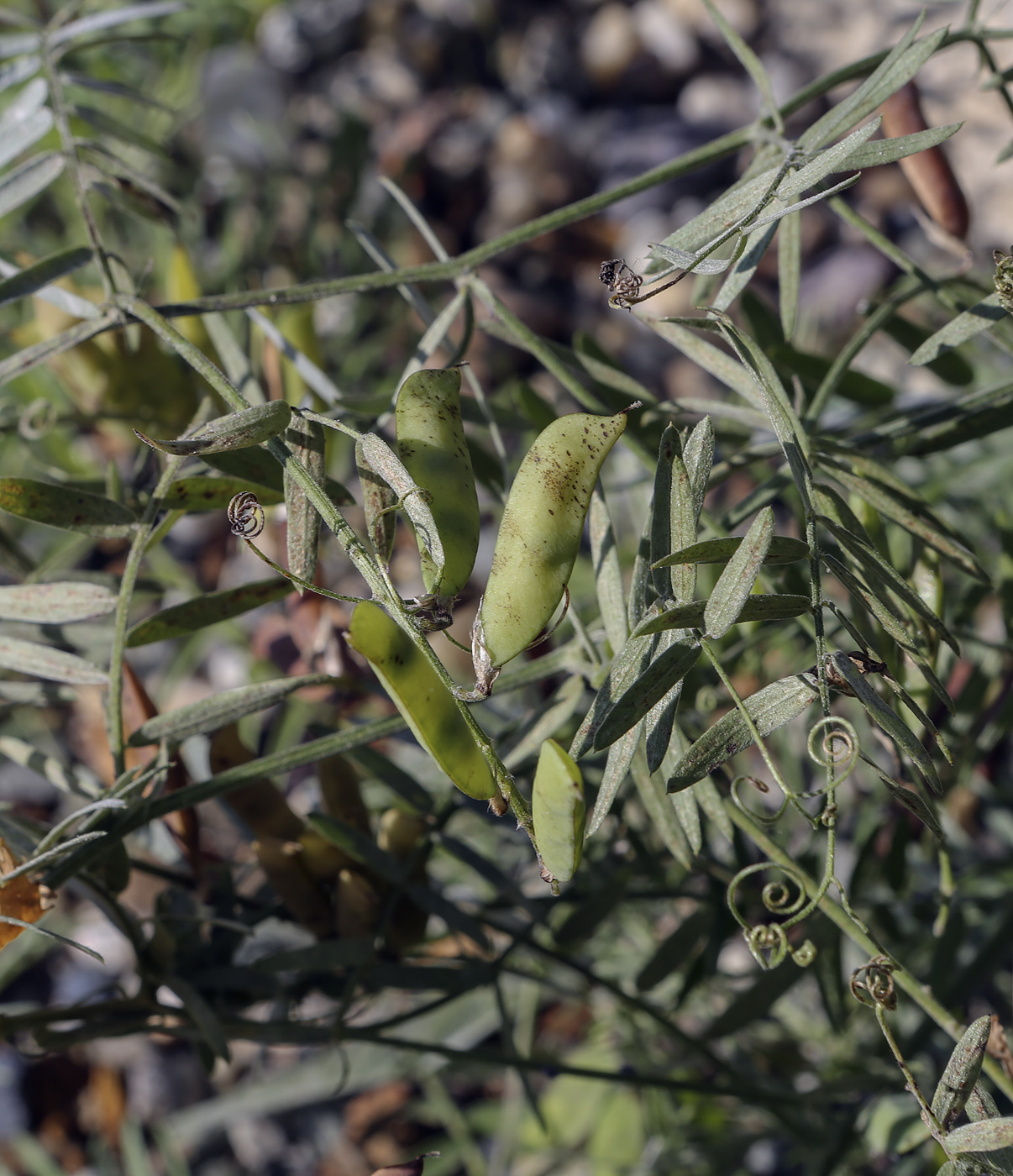 Image of Vicia cracca specimen.