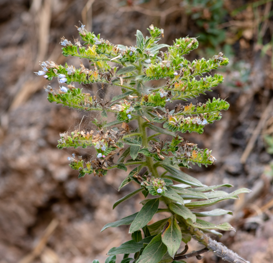 Image of Echium handiense specimen.