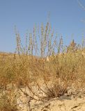 Artemisia serotina. Зацветающее растение. Узбекистан, Наманганская обл., Папский р-н, 15 км СЗЗ г. Пап, глинистая полупустыня. 22 сентября 2022 г.