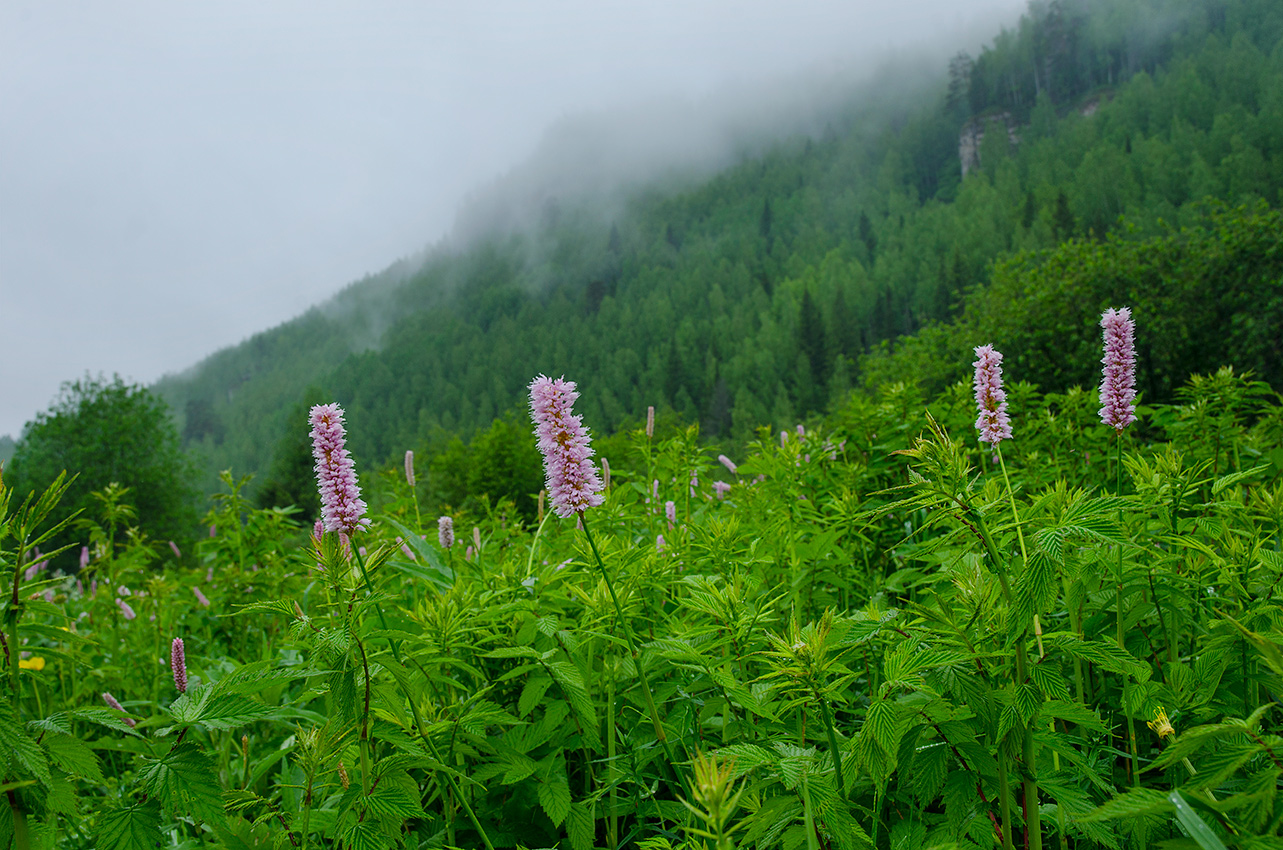 Изображение особи Bistorta officinalis.