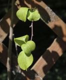 Celastrus orbiculata. Верхушка побега. Ярославская обл., г. Переславль-Залесский, дендрологический парк им. С. Ф. Харитонова, в культуре. 12.06.2022.