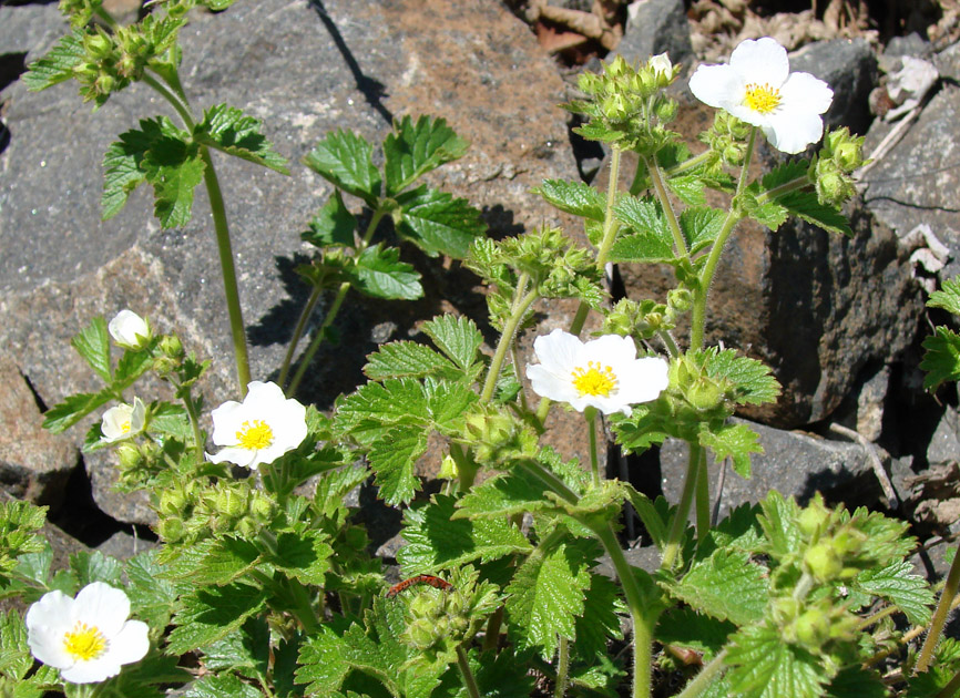 Изображение особи Potentilla inquinans.