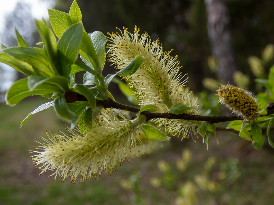 Image of Salix myrsinifolia specimen.