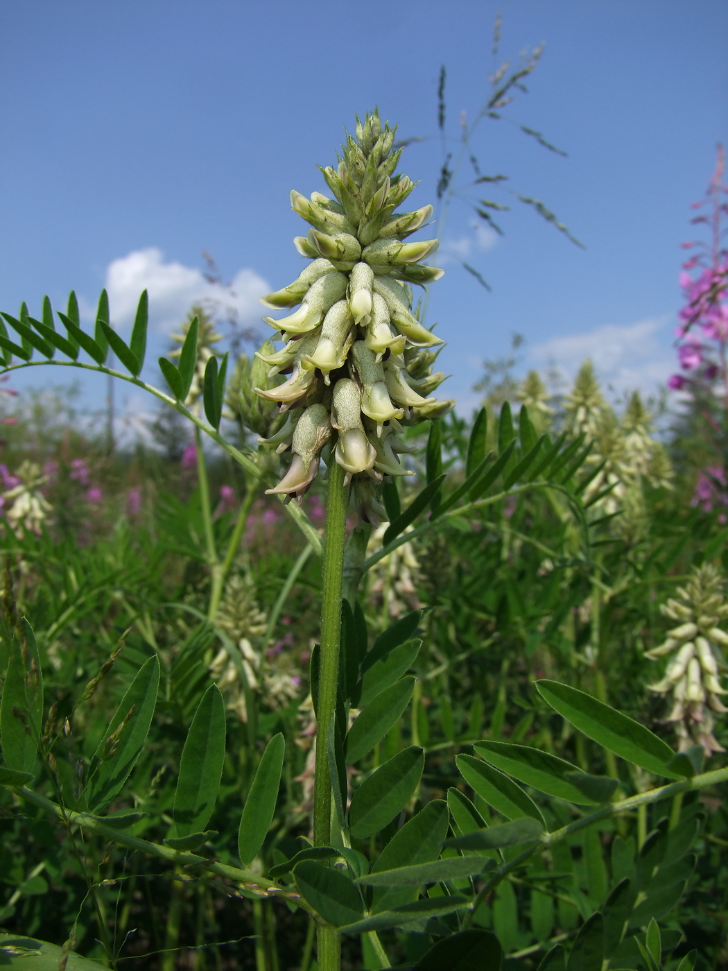 Изображение особи Astragalus uliginosus.