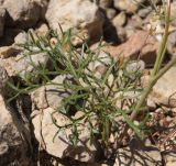 Bunium microcarpum
