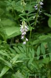 Galega officinalis