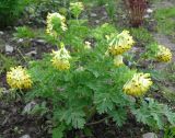 Corydalis nobilis