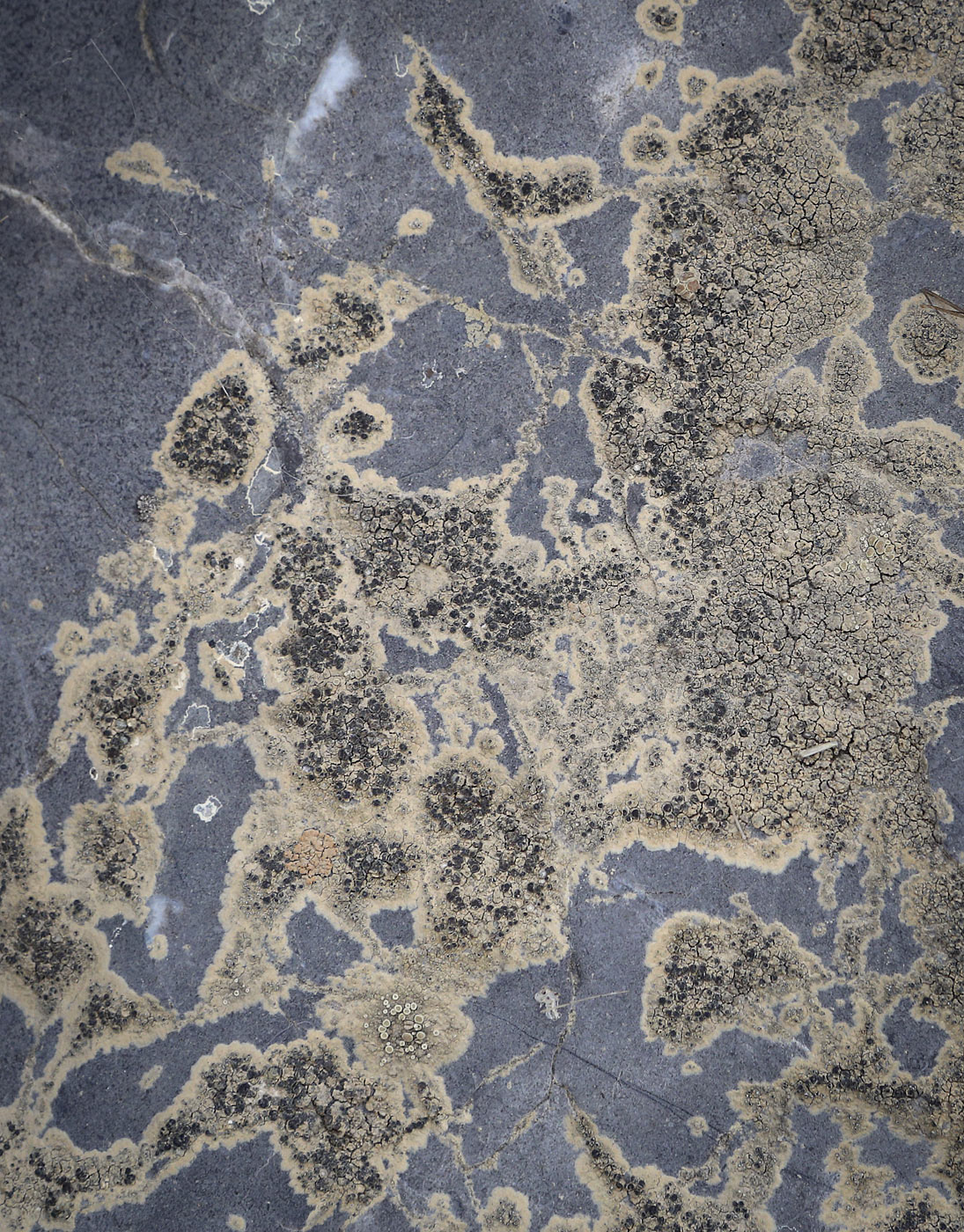 Image of division Ascomycota specimen.