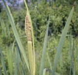 Typha latifolia