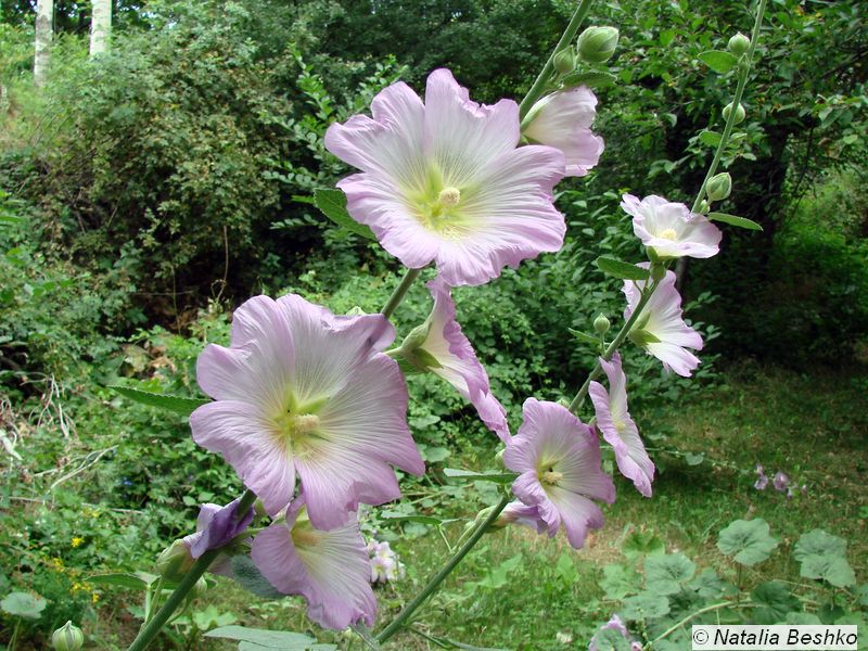Image of Alcea litwinowii specimen.
