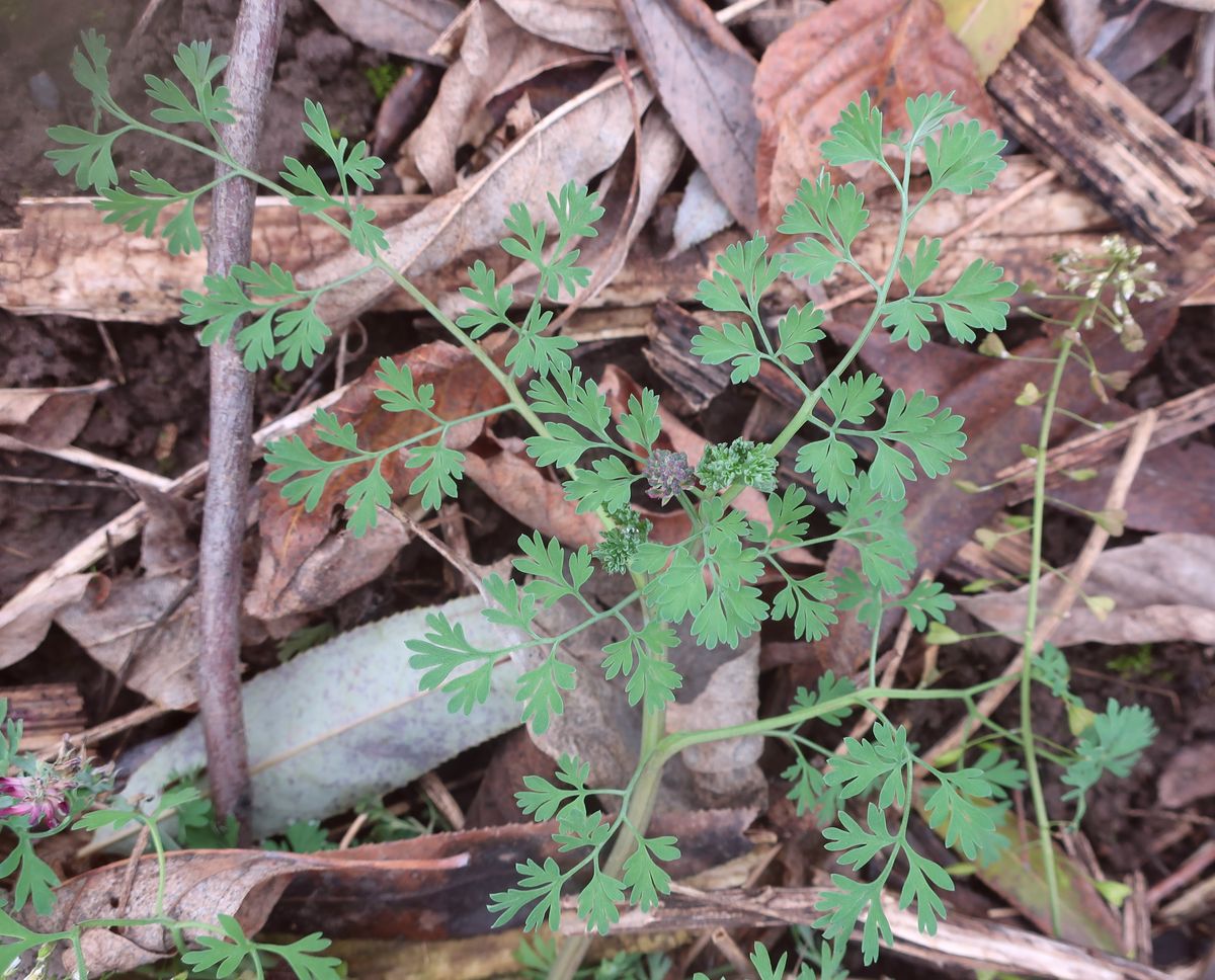 Image of Fumaria officinalis specimen.