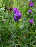 Astragalus onobrychis. Верхушка цветущего растения. Армения, обл. Гегаркуник, берег оз. Севан, окр. монастыря Айраванк, ≈ 1900 м н.у.м., луговой склон. 23.06.2022.