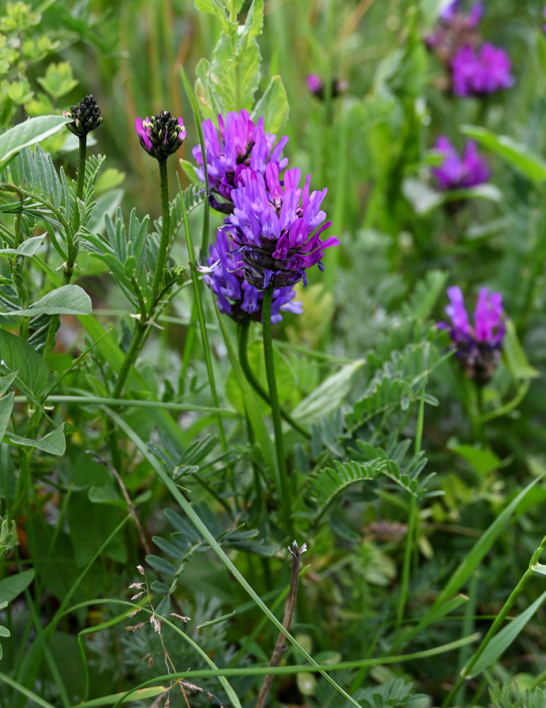 Image of Astragalus onobrychis specimen.