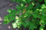 Lespedeza bicolor. Верхушка побега с соцветием. Приморье, окр. г. Находка, гора Памятник, скальный массив Замок, широколиственный лес. 29.07.2021.