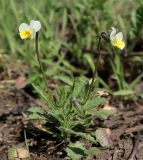 Viola hymettia