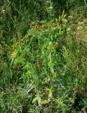 Hypericum gebleri