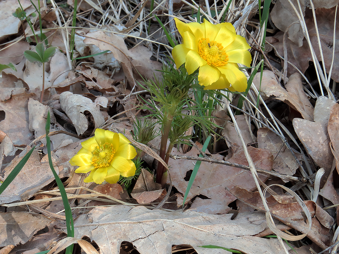 Image of Adonis vernalis specimen.