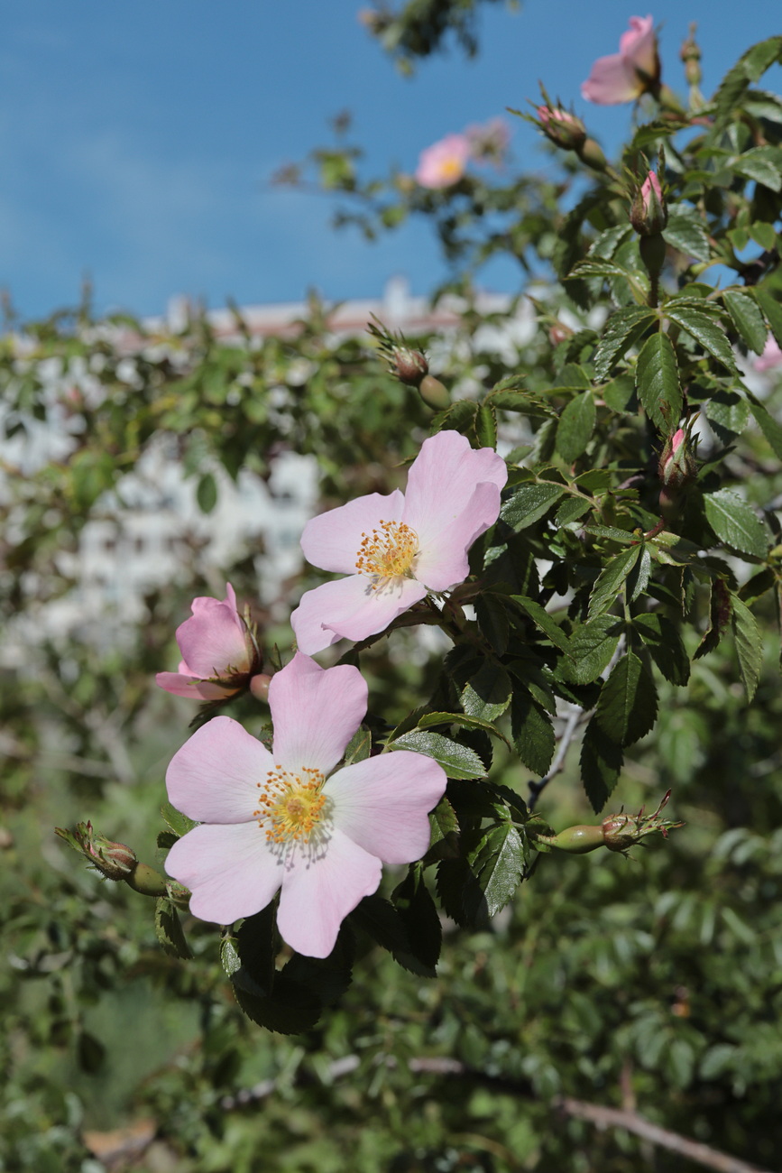 Image of Rosa andegavensis specimen.