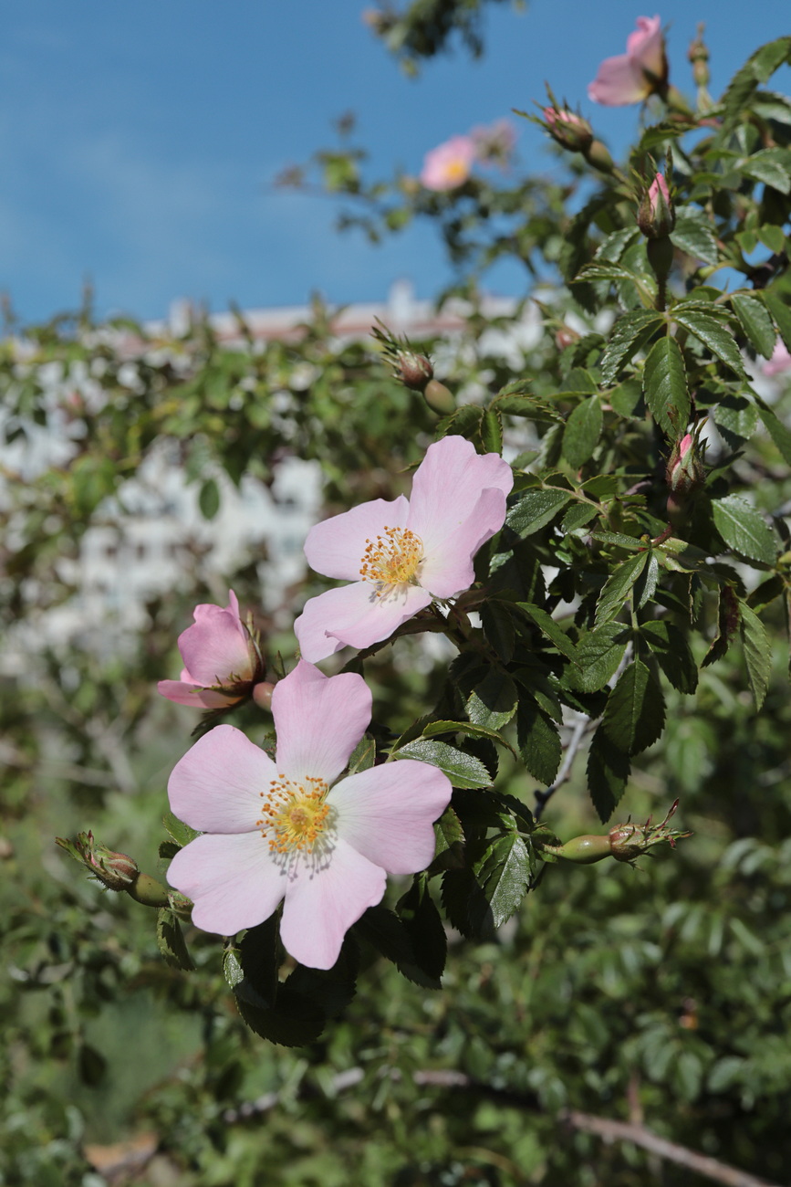 Изображение особи Rosa andegavensis.