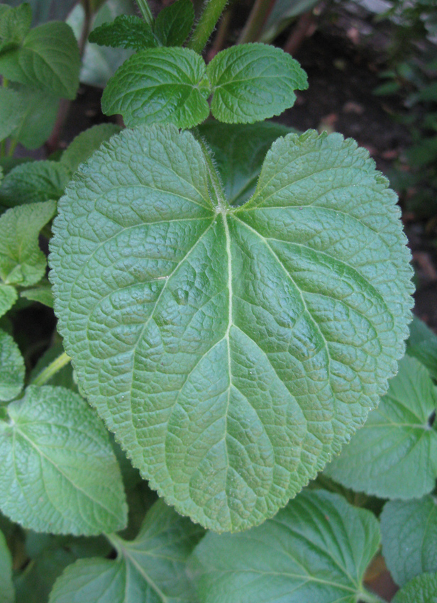 Image of Ageratum houstonianum specimen.