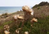 Cirsium vulgare. Верхушка плодоносящего растения. Болгария, Бургасская обл., г. Несебр, природный заказник \"Песчаные дюны\", закреплённая дюна. 15.09.2021.