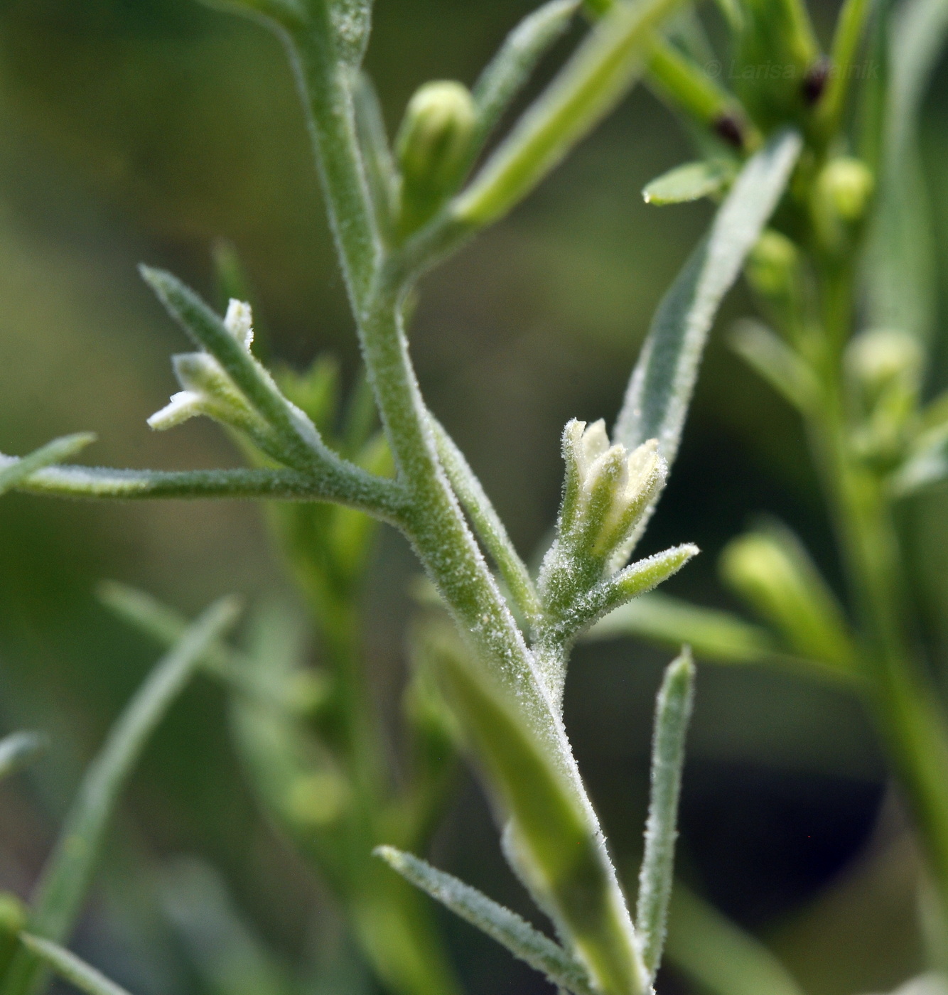 Image of Thesium chinense specimen.