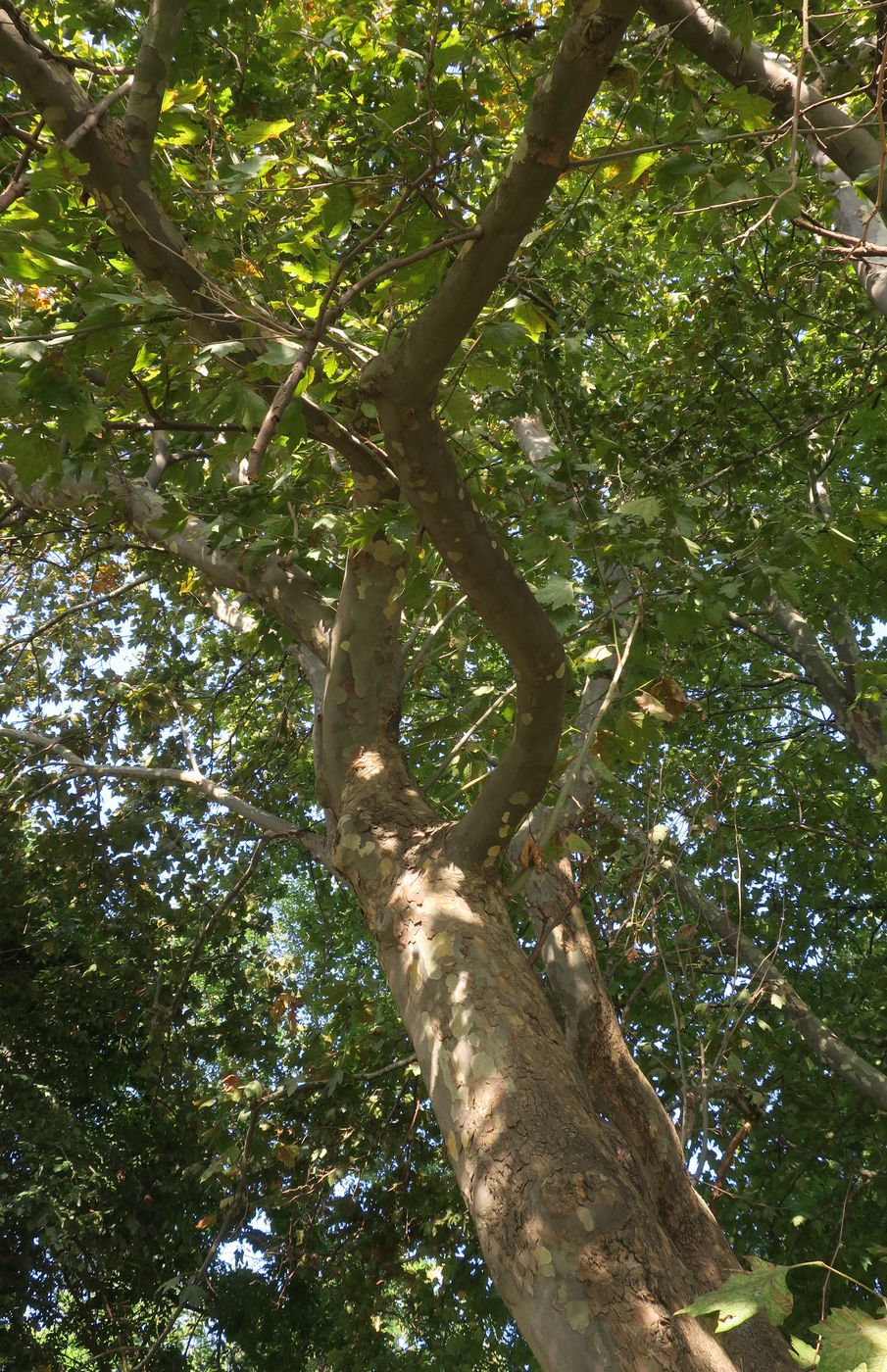 Изображение особи Platanus orientalis.