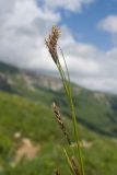 genus Carex. Верхушка побега с соцветиями. Адыгея, Фишт-Оштеновский массив, окр. Гузерипльского перевала, ≈ 1900 м н.у.м., субальпийский луг. 28.06.2023.