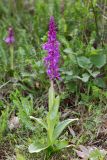 Orchis mascula. Цветущее растение (высота — 36 см, длина соцветия — 16 см). Республика Дагестан, Кумторкалинский р-н; хр. Нарат-Тюбе, склон С экспозиции, выс. ок. 600 м н.у.м., разреженный шибляк. 24 апреля 2023 г.