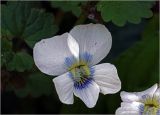 Image of taxon representative. Author is Виталий Гуменюк
