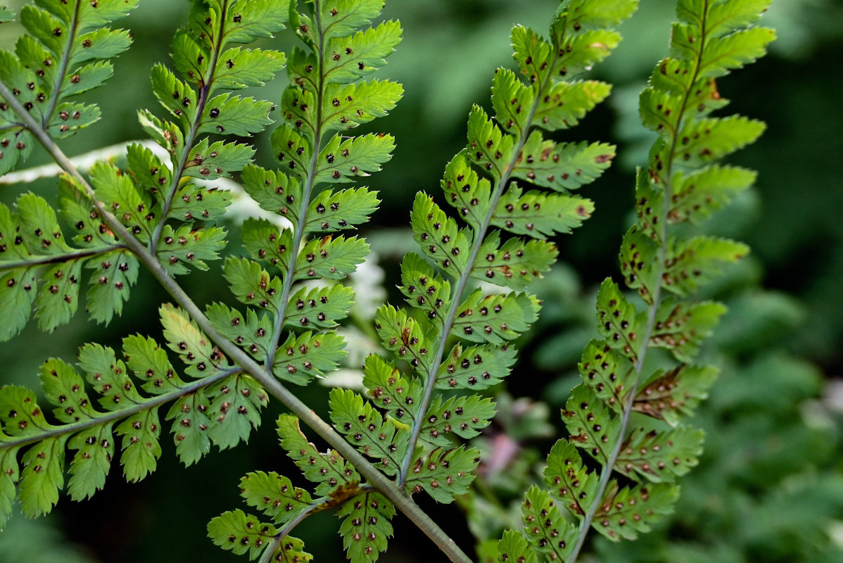 Image of Dryopteris expansa specimen.