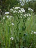 Erigeron подвид lilacinus